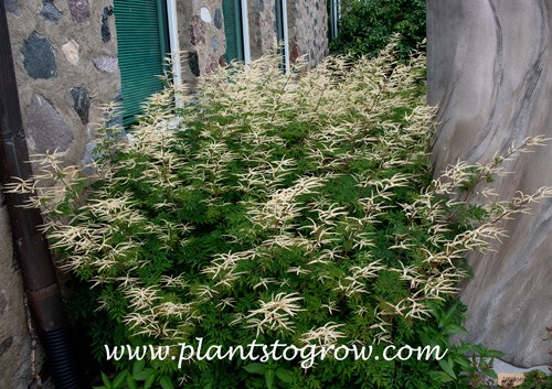 Goatsbeard Horatio (Aruncus)